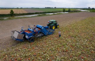 Voorzichtigheid blijft geboden bij machinaal oogsten pompoenen