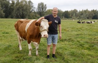 Koeien van Utrechtse melkveehouder onderdeel van levend schilderij