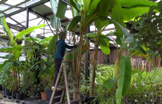 WWOOF bevordert internationale uitwisseling in land- en tuinbouw