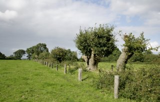 Ministerie kent 7 miljoen subsidie toe voor landschapselementen
