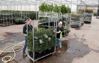 Boomkweker Joost Sterke ervaart meer rust door druppelirrigatie