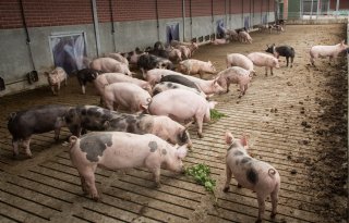 Boerenbrief vangt stof bij provinciebestuur in Noord-Brabant