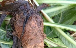 Sensus waarschuwt cichoreitelers voor gevolgen wortelrot