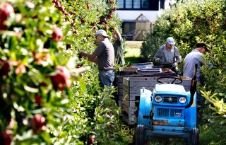 Fruittelers slaan alarm om spuitvrije zones rondom woningen in gemeente Buren