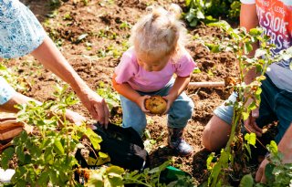 Ruim zesduizend mensen op de knietjes tijdens Nationale Aardappelrooidag