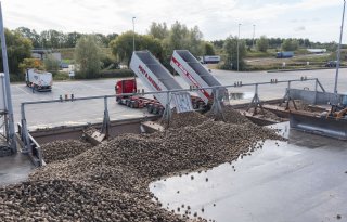 Cosun schroeft verwachte suikeropbrengst op naar 15,5 ton