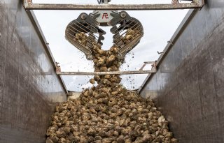 Suikerbieten hebben goede gehalten en bovengemiddelde opbrengsten