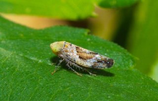 NVWA geeft dwergcicade quarantainestatus