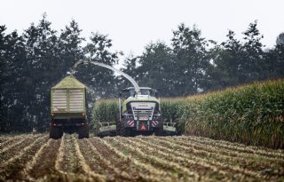 Maisseizoen is in Zuid-Nederland al in volle gang