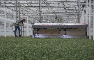 Wereldprimeur: nieuwe robot knipt hoofdknop uit chrysant