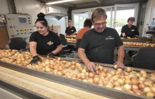 Prima groeiseizoen voor vroege percelen zaaiuien