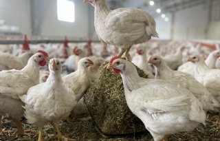 ECC-vleeskuikensysteem positief voor welzijn, negatief voor klimaat