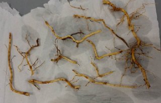 NVWA extra alert vanwege nieuw wortelknobbelaaltje