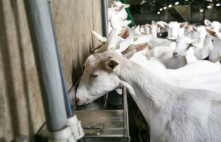 Schoner water voor geiten door drinkbak met uv-lamp