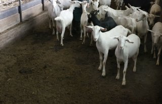 Geperste korrel van restproducten neemt veel vocht op