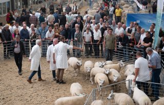 Nationale Texelaarkeuring: 'Het volmaakte schaap moet nog geboren worden'