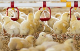 Vogelgriepdreiging verslechtert verder