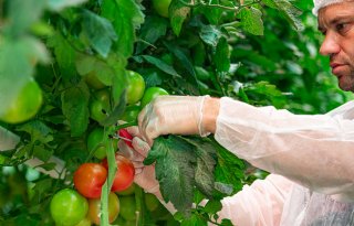 Tomatenbladsnijrobot al volop in praktijk in Bretagne
