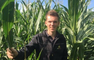 'Grote verschillen in maisopbrengst door heel Nederland'