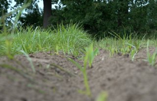 Knolcyperus: het onzichtbare gevaar onder de grond
