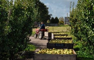 Ondanks buien tijdens fruitoogst zit de sfeer er goed in