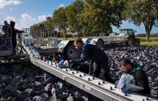 Noord-Hollandse teler tevreden over spitskoolseizoen