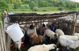 Roemeense veehouderij wil moderniseren en exporteren