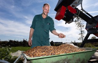 Veldbonen toasten zorgt voor meer benutbaar eiwit