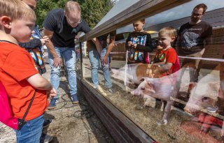 'We willen het negatieve van de varkenssector afhalen'