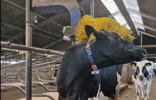 Britse aanpak diergezondheid werpt vruchten af