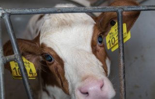 Aandeel inseminaties met hoornloze stieren stijgt gestaag