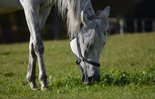 Kruidenrijk grasland past goed bij paarden