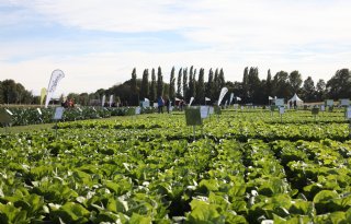 Zaadbedrijven presenteren sterke groenten met minder werk
