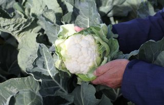 Doorbraak in knolvoetresistentie bij koolgewassen