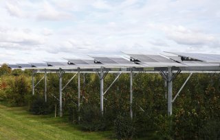 Duitse fruitteler snijdt twee ruggen uit één varken