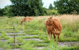 Haarsamenstelling is maat voor stikstofefficiëntie koeien