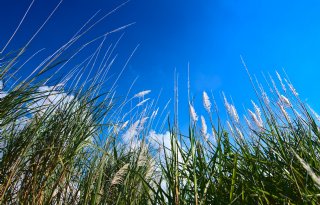 Gps-gestuurd precisieaanplantsysteem olifantsgras krijgt subsidie