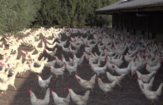 Gezocht: pluimveehouder van de toekomst