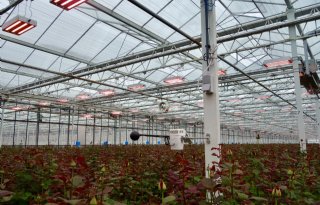 Glastuinbouw maakt stappen in datagedreven teelt
