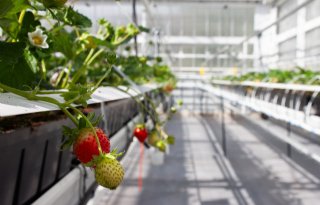 'Deel de kennis van voorlopers in geïntegreerde gewasbescherming'