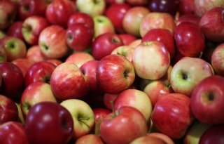 Definitieve appel- en perenoogst hoger dan verwacht