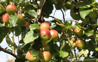 SMK scherpt eisen On the way to PlanetProof aan