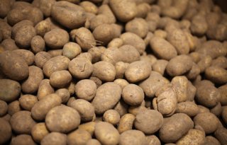 Aardappelexport blijft tegenvallen, ondanks lage prijzen