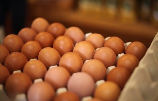 Hogere eierprijzen door veel vraag en stagnerend aanbod