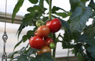 Softwarebouwer harkt 15 miljoen euro binnen voor AI in kassen