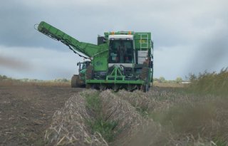 Pootgoedteelt: cruciaal voor mondiale voedselzekerheid