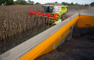 Zonnebloemoogst in Limburg geeft brood met pit