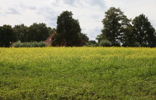 Groenbemester zaaien in oktober heeft nog nut