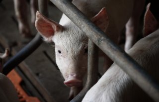 Genbewerking met Crispr-Cas maakt varken resistent tegen klassieke varkenspest