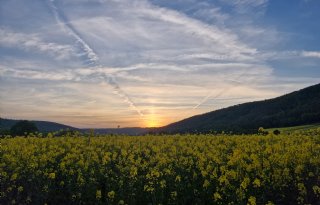 Duitse akkerbouwers zaaien iets meer wintergranen